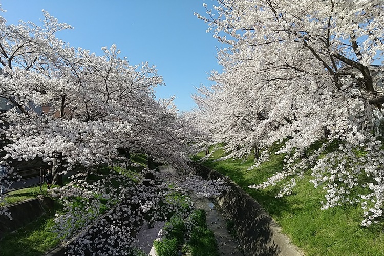 刈谷でリフォームならまる菊工務店桜
